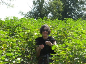 Picking cotton at the Hermitage